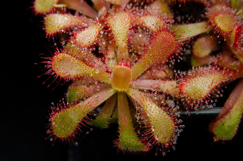 Drosera venusta