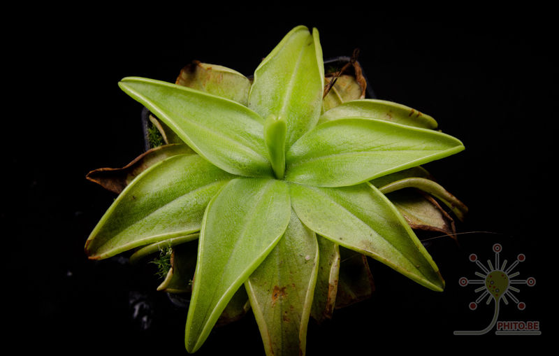 Pinguicula lutea