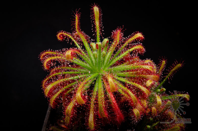 Drosera neocaledonica
