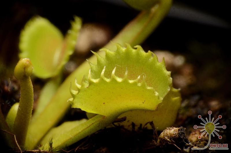 Dionaea muscipula “Werewolf”