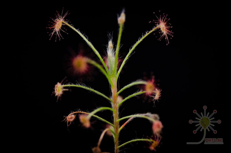 Drosera paradoxa