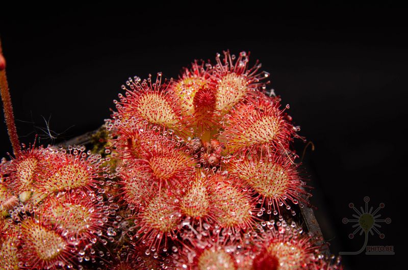 Drosera natalensis