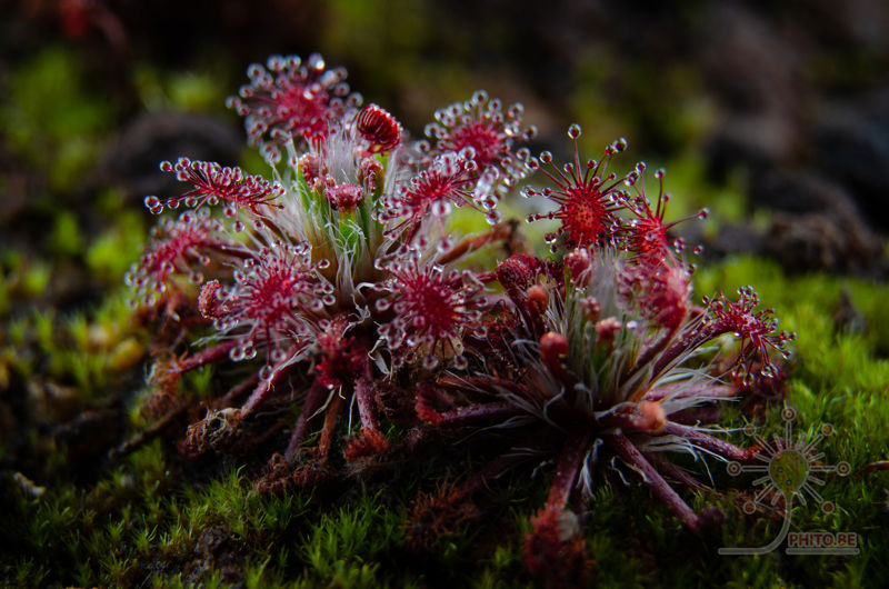 Drosera meristocaulis