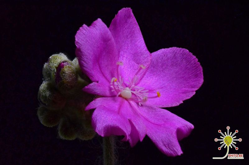 Drosera darwinensis