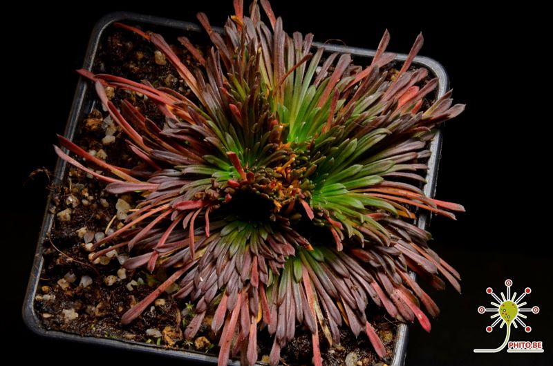 Stylidium caespitosum