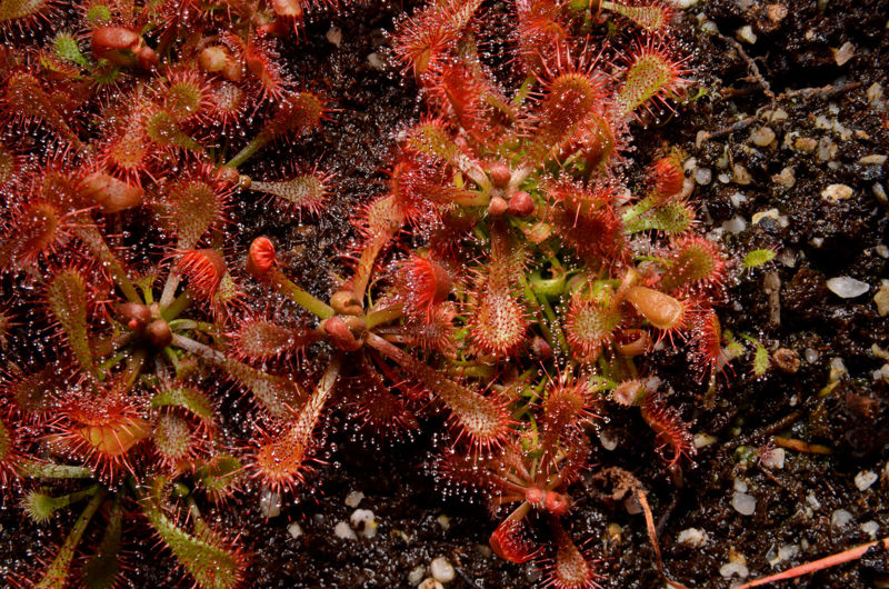 Drosera spatulata “white flower”