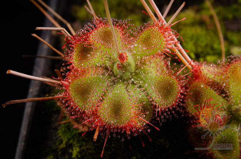 Drosera sessifolia