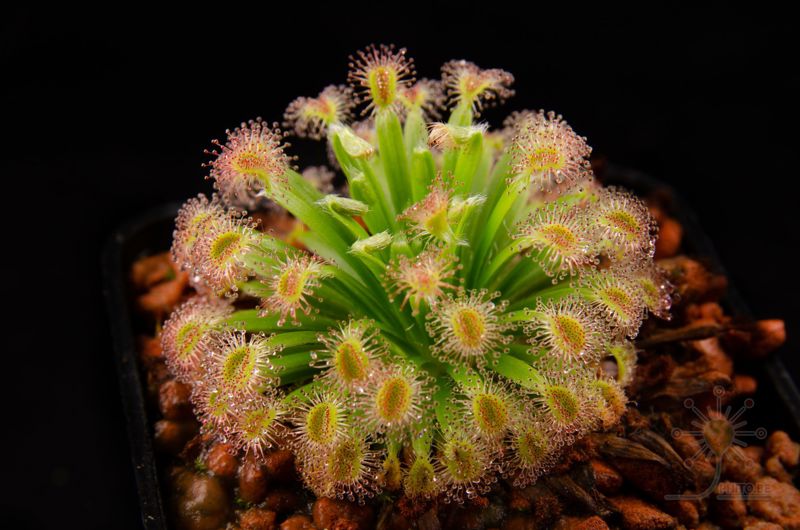 Drosera fulva