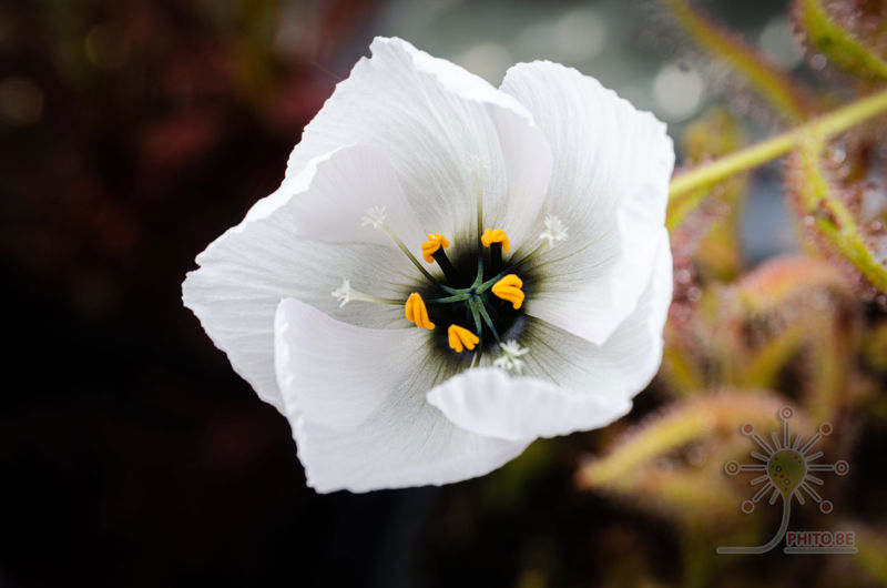 Drosera cistiflora