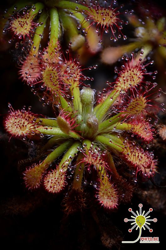 Drosera roraimae