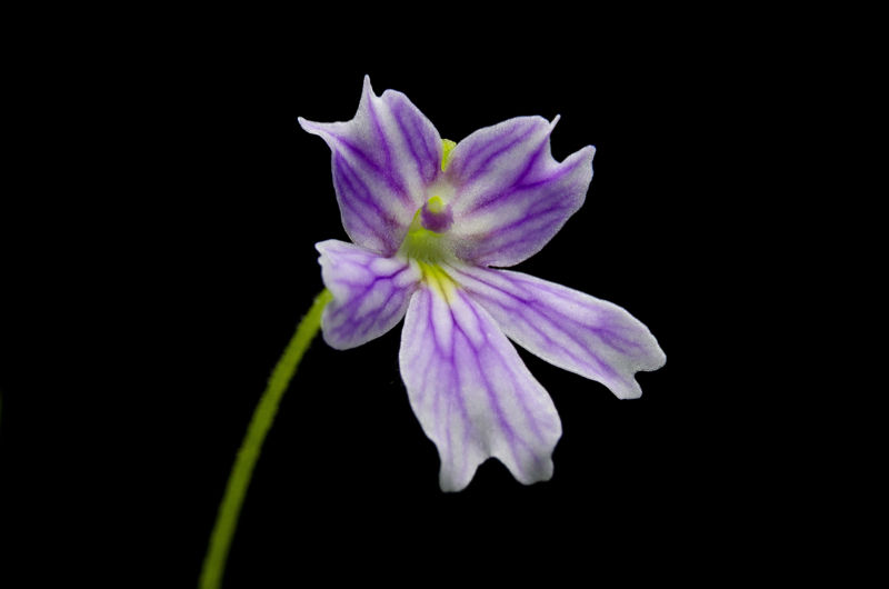 Pinguicula emarginata “red”