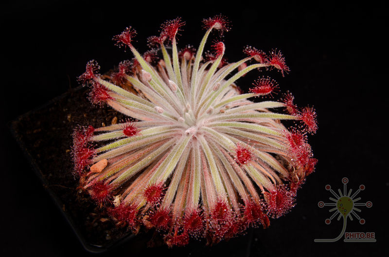 Drosera petiolaris hybrid #2