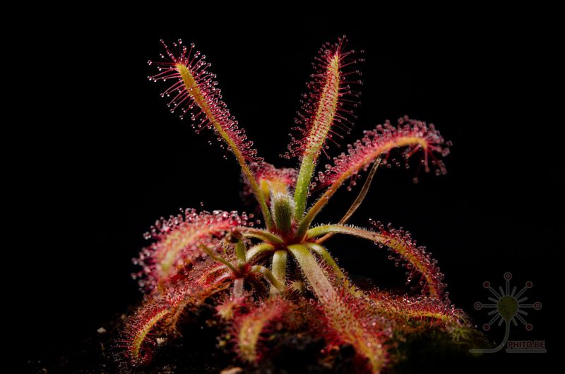 Drosera latifolia