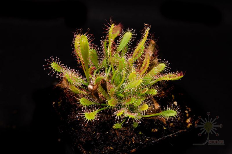 Drosera anglica
