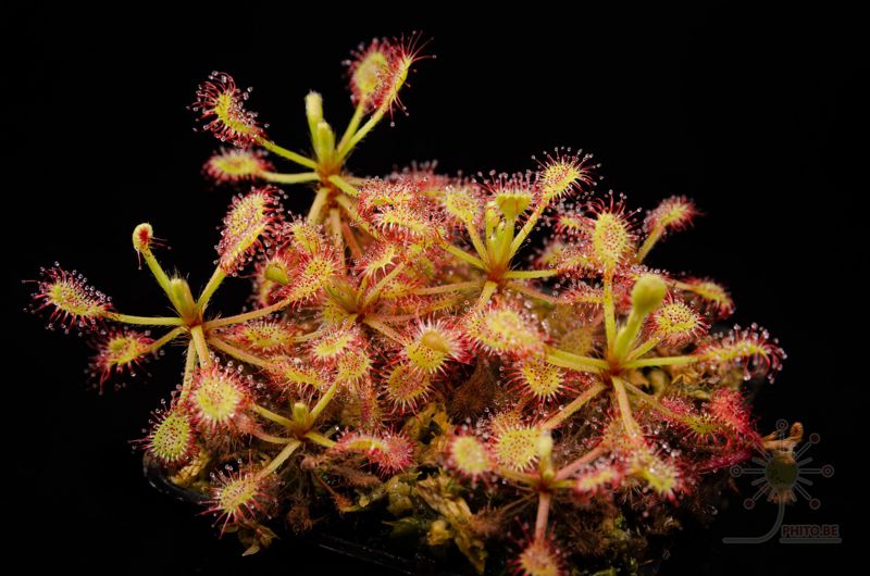 Drosera madagascariensis
