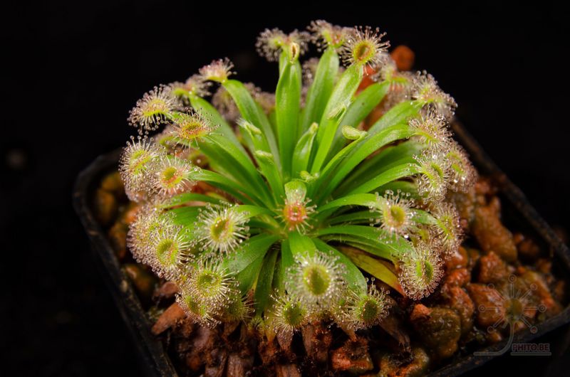 Drosera fulva