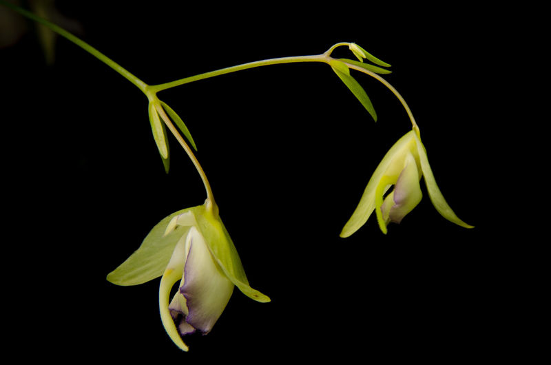 Utricularia asplundii