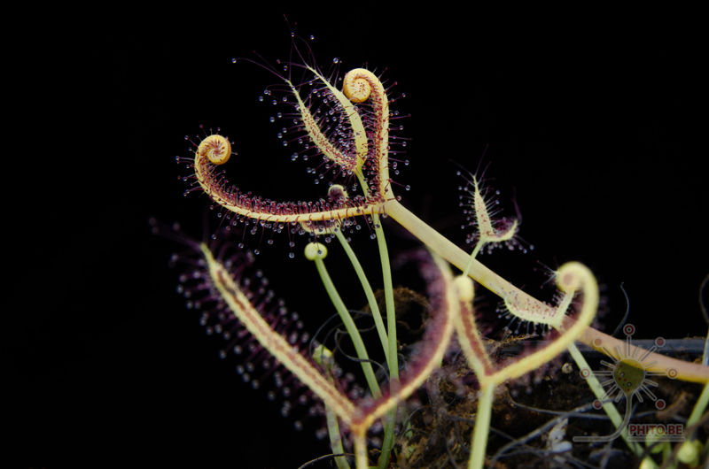 Drosera binata “Ghost”