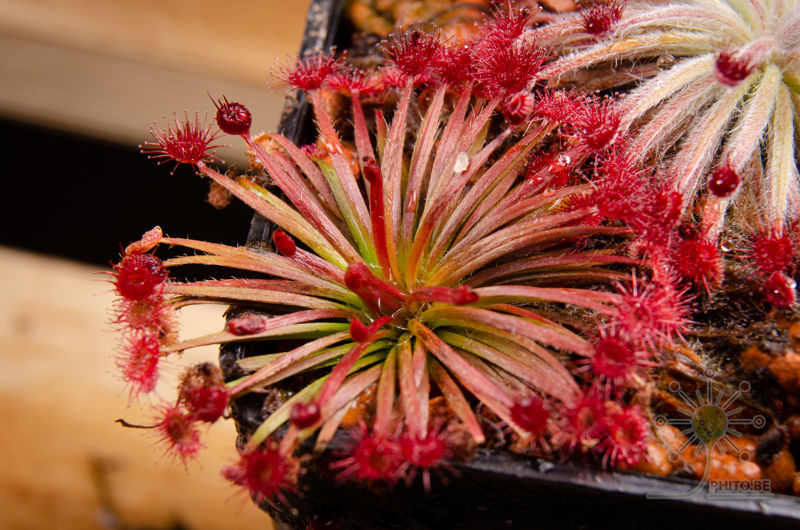 Drosera aff. lanata