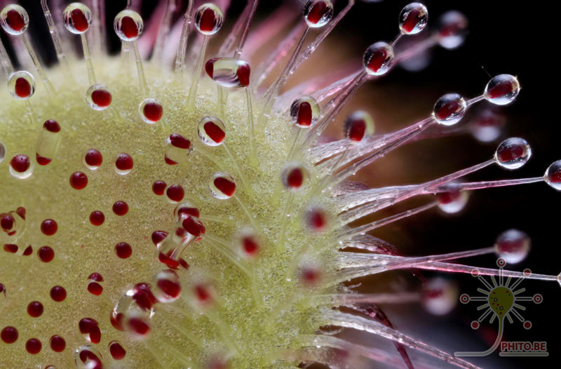Drosera collinsiae