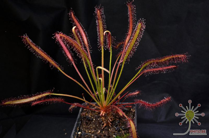 Drosera capensis “Triffid Rose”