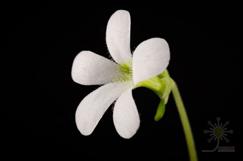 Pinguicula gigantea