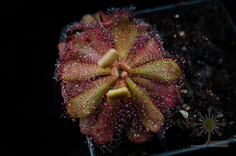 Drosera hamiltonii