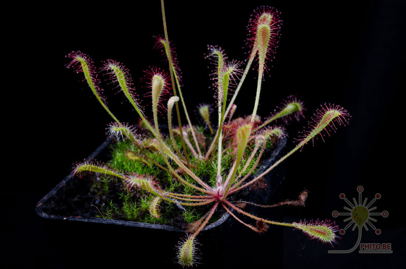 Drosera nidiformis