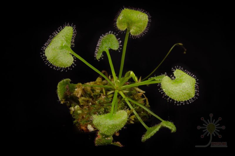 Drosera prolifera