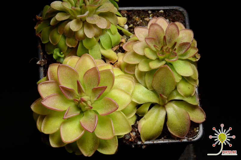 Pinguicula laueana