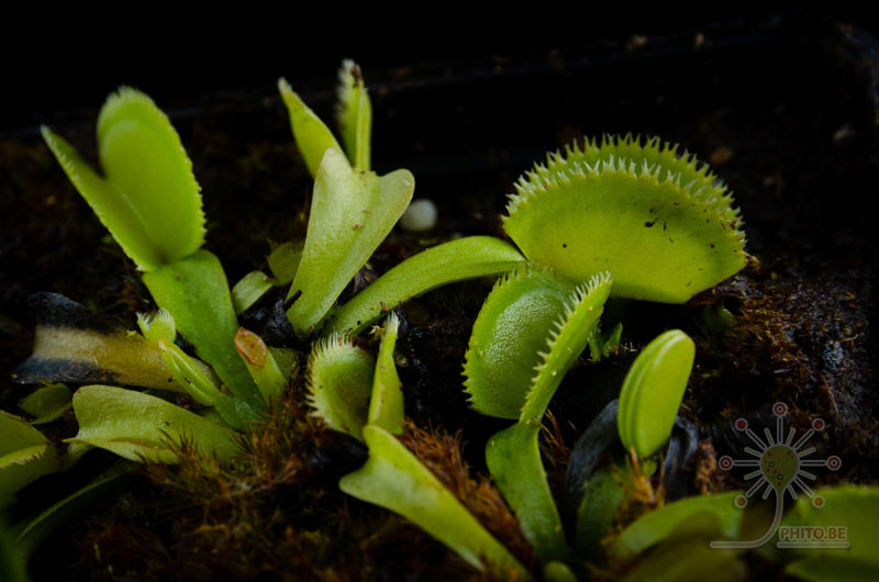 Dionaea muscipula “Green Sawtooth”