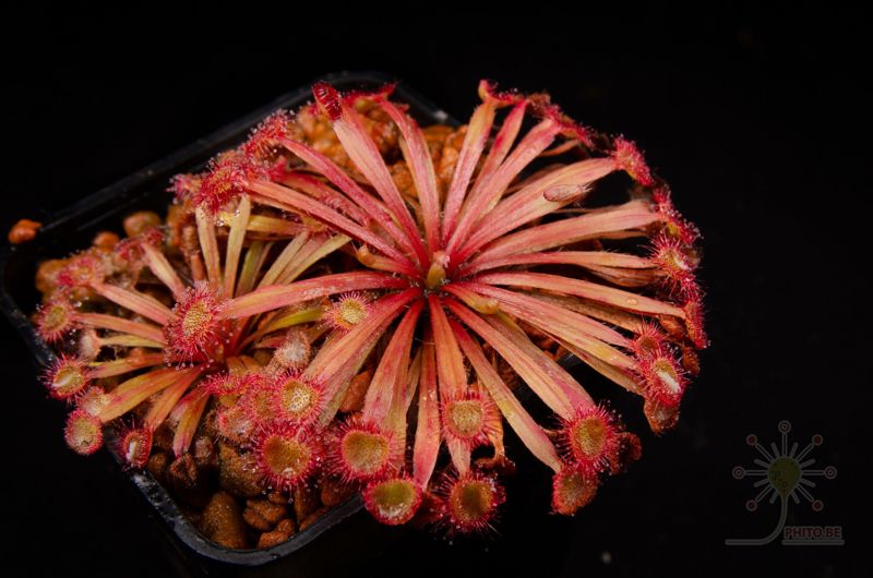 Drosera falconeri x (lanata x petiolaris)