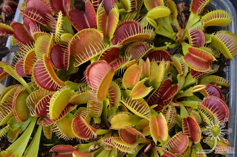 Dionaea muscipula “Crocodile”
