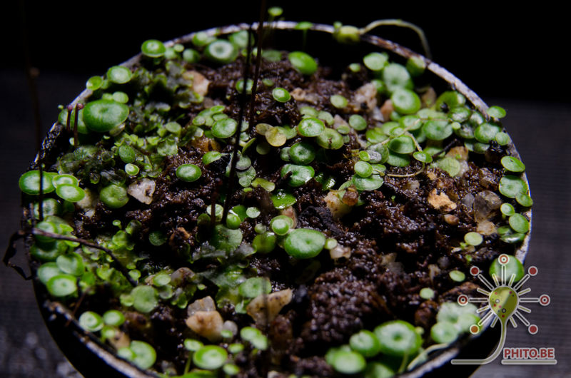 Utricularia pubescens