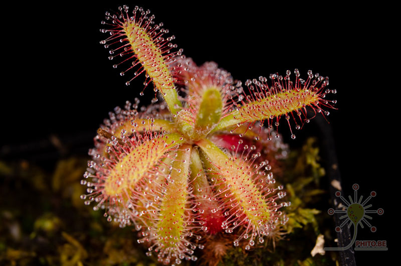 Drosera chimaera