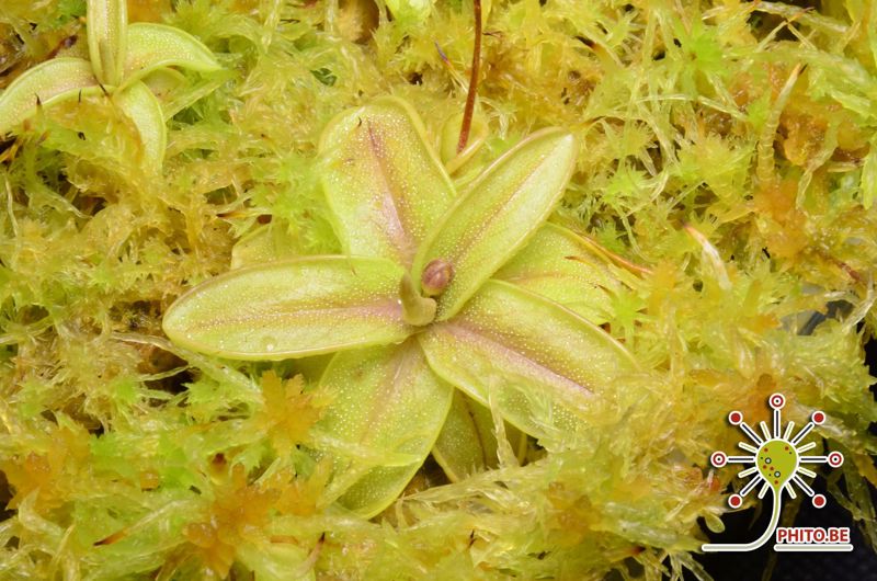 Pinguicula primuliflora