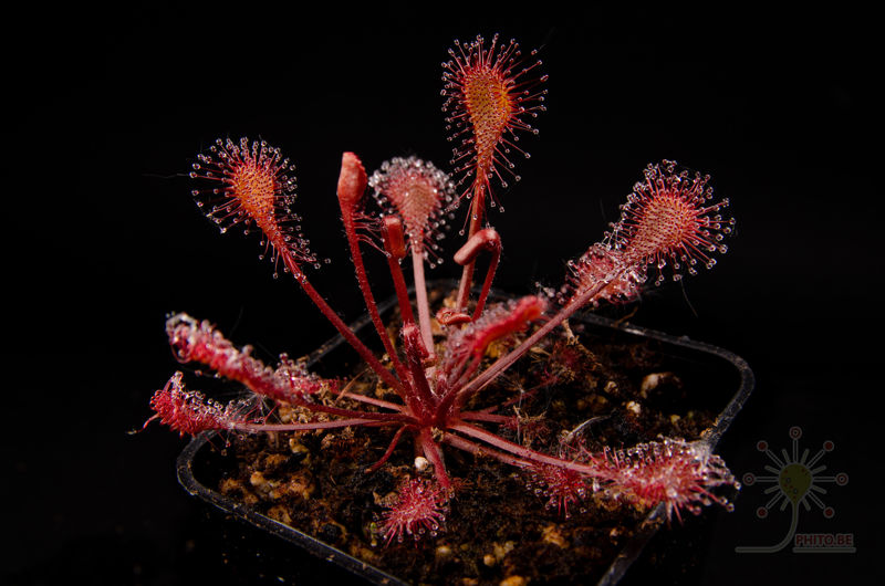 Drosera x “Eloisiana”