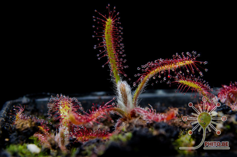 Drosera villosa