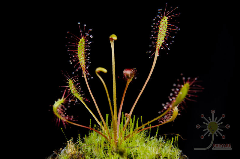 Drosera anglica “tropical”