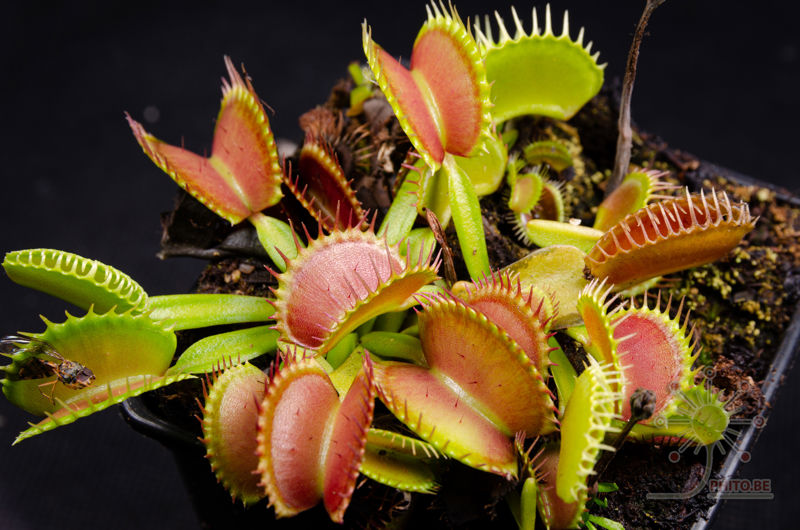Dionaea muscipula “Raptor”