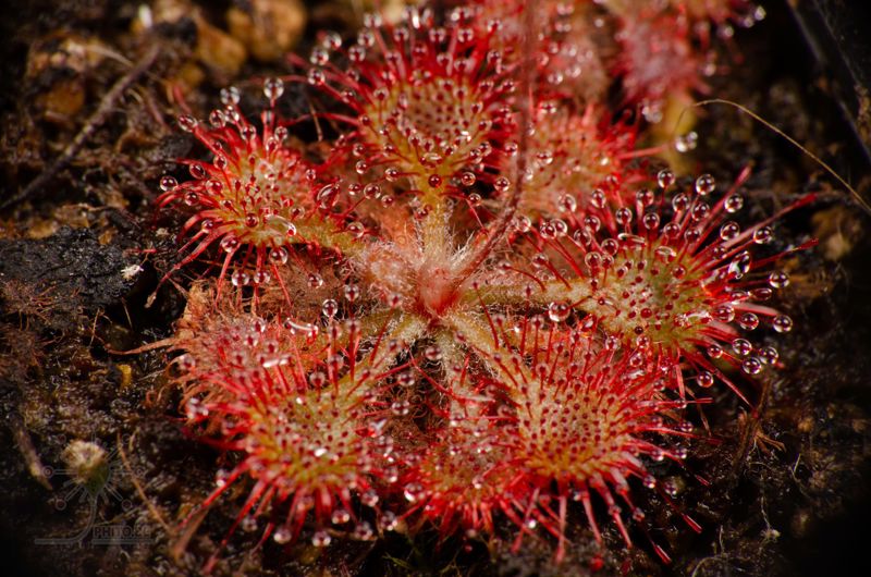 Drosera pilosa