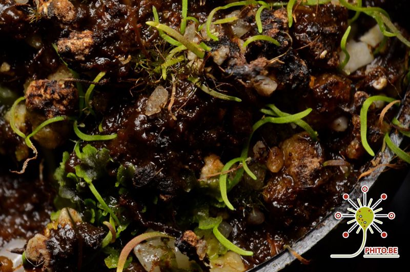 Utricularia rostrata