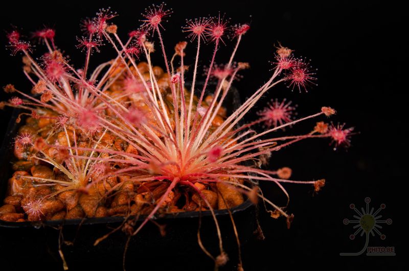 Drosera aff. paradoxa