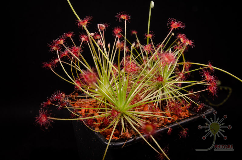 Drosera aff. paradoxa