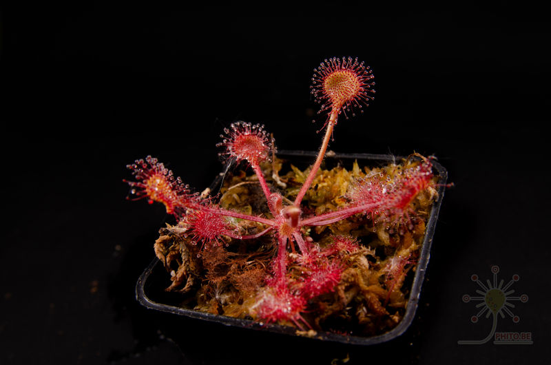 Drosera rotundifolia