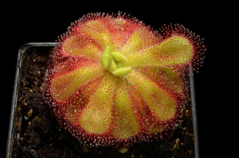 Drosera cuneifolia