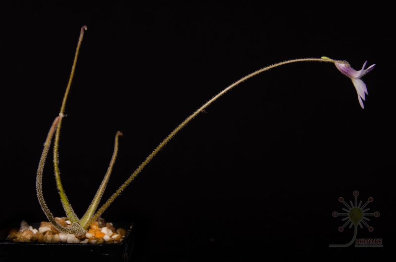 Pinguicula medusina