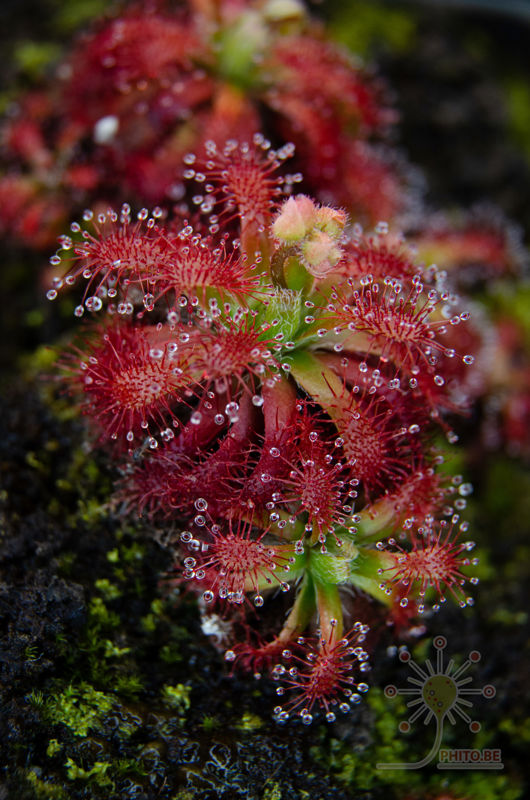 Drosera arenicola