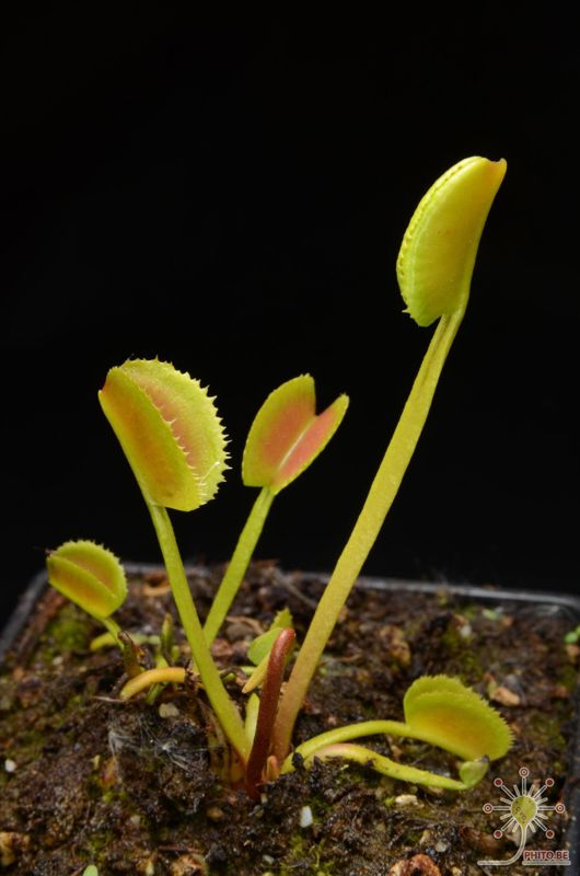 Dionaea muscipula “Korean Melody Shark”