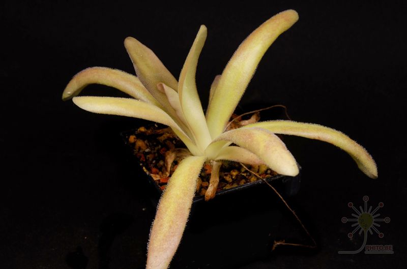 Pinguicula x “Aphrodite”